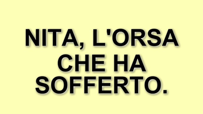Addio a Nita: l'orsa salvata dalla Lituania muore nel Parco Nazionale d'Abruzzo
