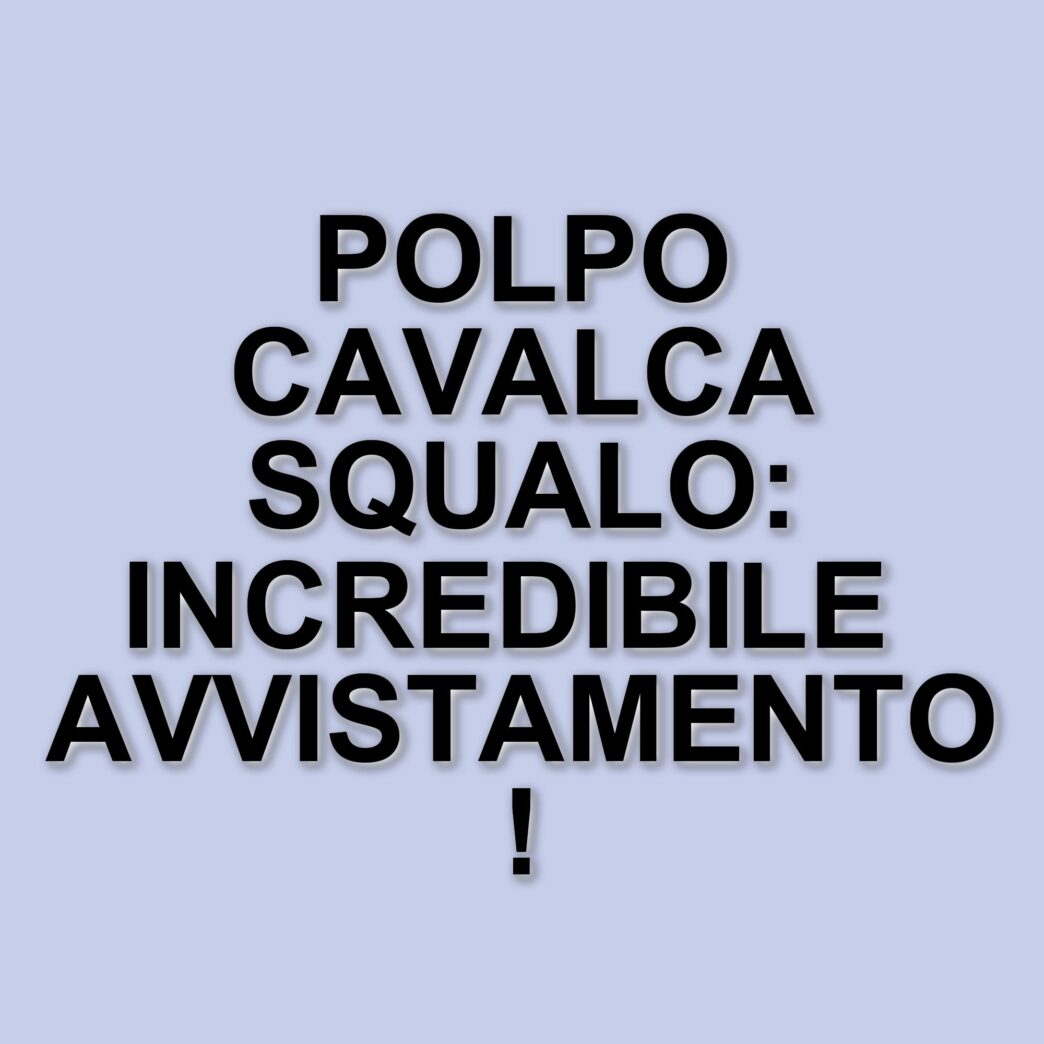 Avvistamento straordinario: un polpo cavalca uno squalo mako in Nuova Zelanda