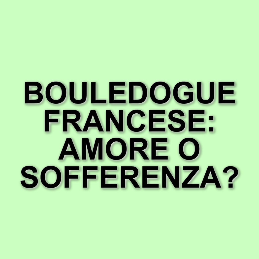 Bouledogue francese: la razza più amata negli Stati Uniti e le sue problematiche etiche
