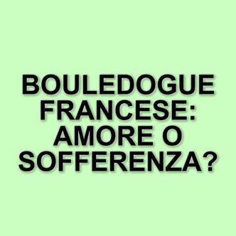 Bouledogue francese: la razza più amata negli Stati Uniti e le sue problematiche etiche