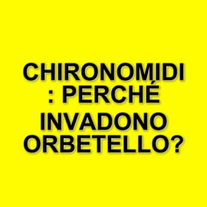 Chironomidi: l'invasione dei moscerini nella laguna di Orbetello e le sue cause
