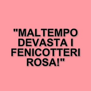 Fenicotteri rosa colpiti dal maltempo: un drammatico evento sul Monte Catria