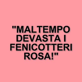 Fenicotteri rosa colpiti dal maltempo: un drammatico evento sul Monte Catria