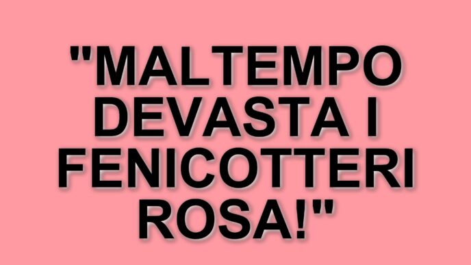 Fenicotteri rosa colpiti dal maltempo: un drammatico evento sul Monte Catria