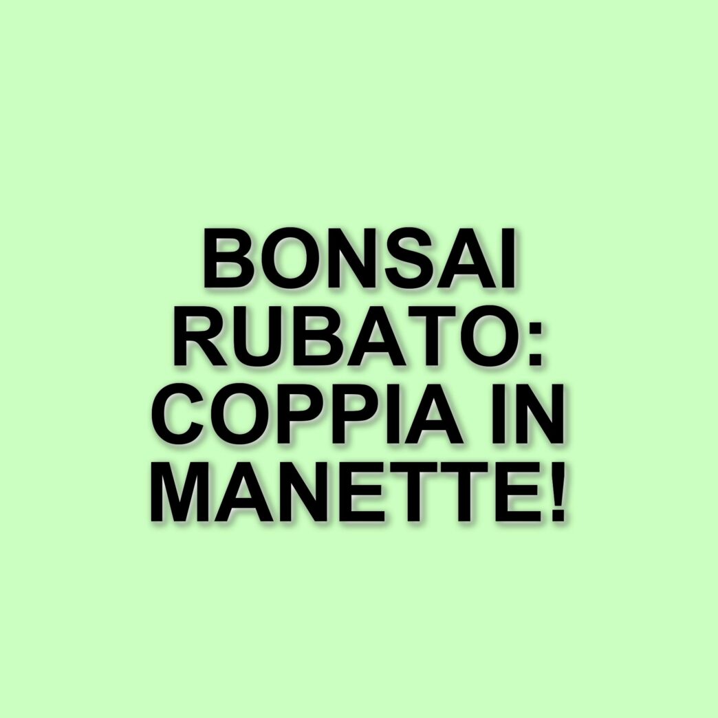 Furto di un bonsai da 1.700 euro a Roma: coppia accusata di essere borseggiatori