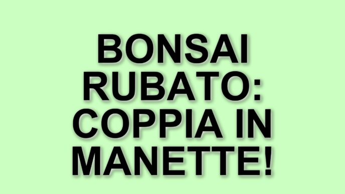 Furto di un bonsai da 1.700 euro a Roma: coppia accusata di essere borseggiatori