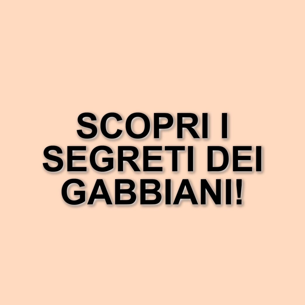 Gabbiani: il progetto di citizen science per scoprire le loro abitudini alimentari
