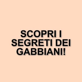 Gabbiani: il progetto di citizen science per scoprire le loro abitudini alimentari