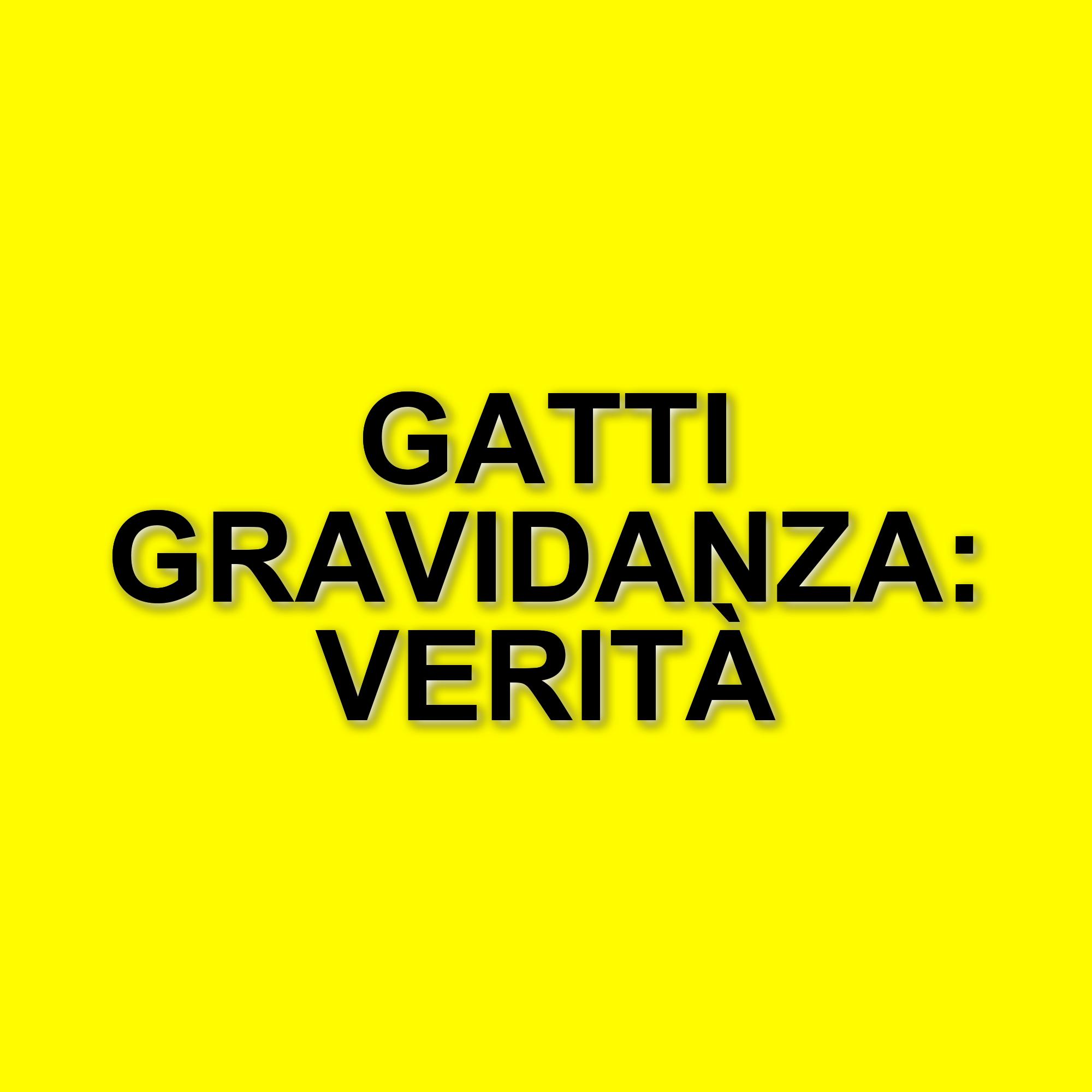 Gatti e gravidanza: verità e miti da sfatare sulla convivenza sicura