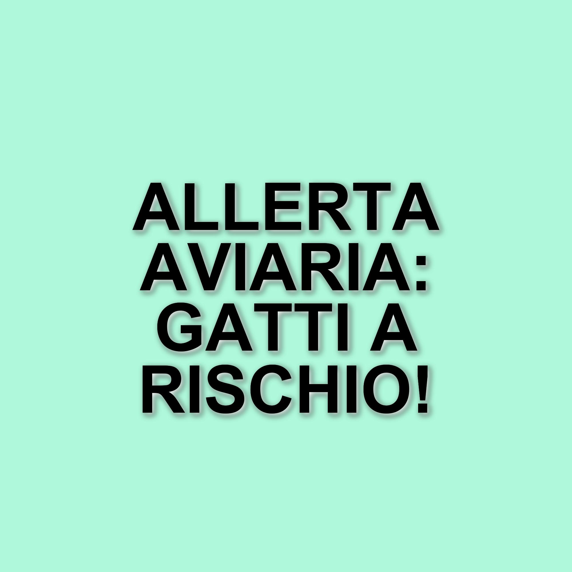 Influenza aviaria a New York: due gatti positivi e le raccomandazioni del Dipartimento della Salute