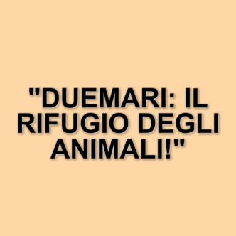 La clinica veterinaria Duemari di Oristano: un rifugio per gli animali in difficoltà