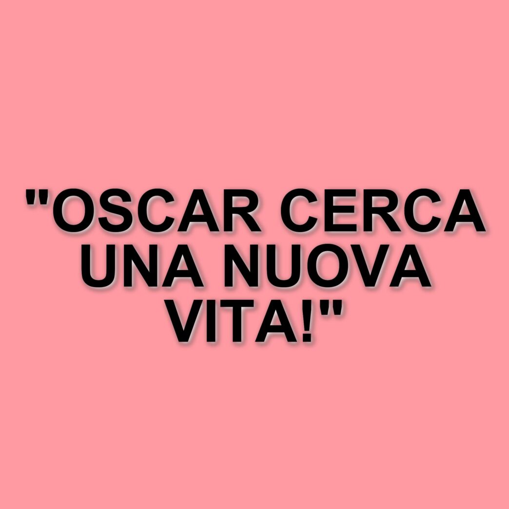 La storia di Oscar: il labrador ferito dalla camorra che cerca una nuova famiglia a Caserta