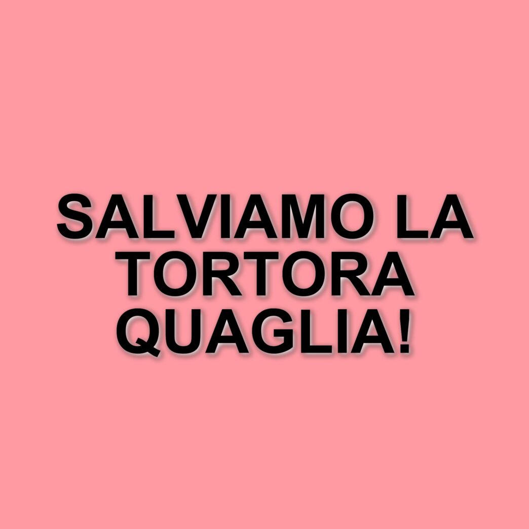 La tortora quaglia testazzurra: un tesoro in pericolo di estinzione a Cuba