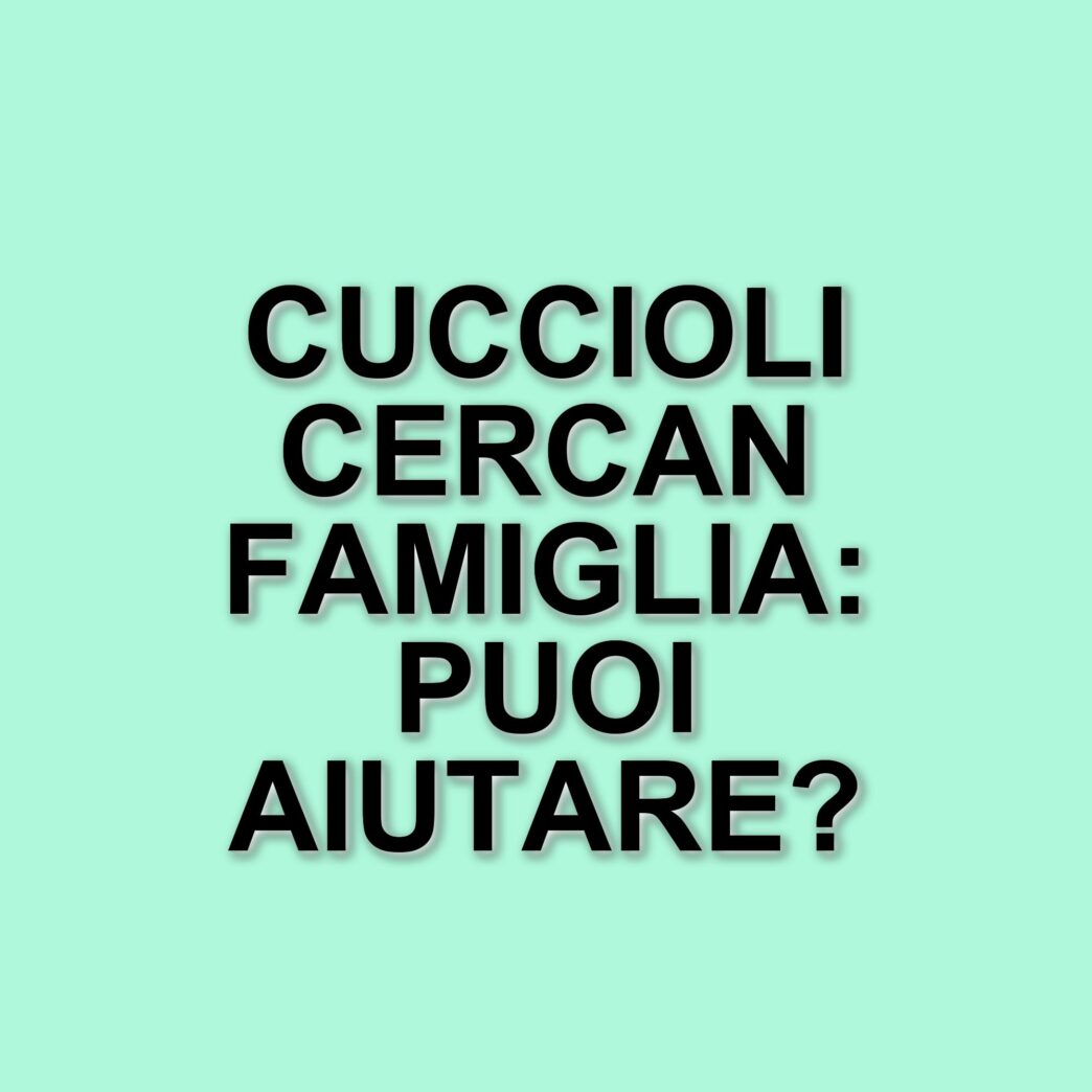 Storie di speranza: i cuccioli dell'orto cercano una famiglia