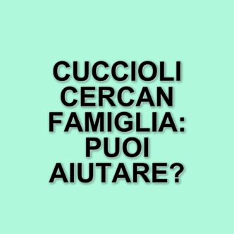 Storie di speranza: i cuccioli dell'orto cercano una famiglia