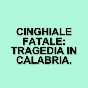Tragica aggressione da cinghiale in Calabria: muore un uomo di 64 anni a Cetraro