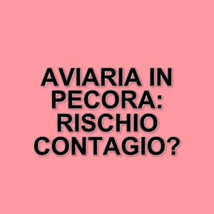 Allerta aviaria nel Regno Unito: primo caso in una pecora e preoccupazioni crescenti