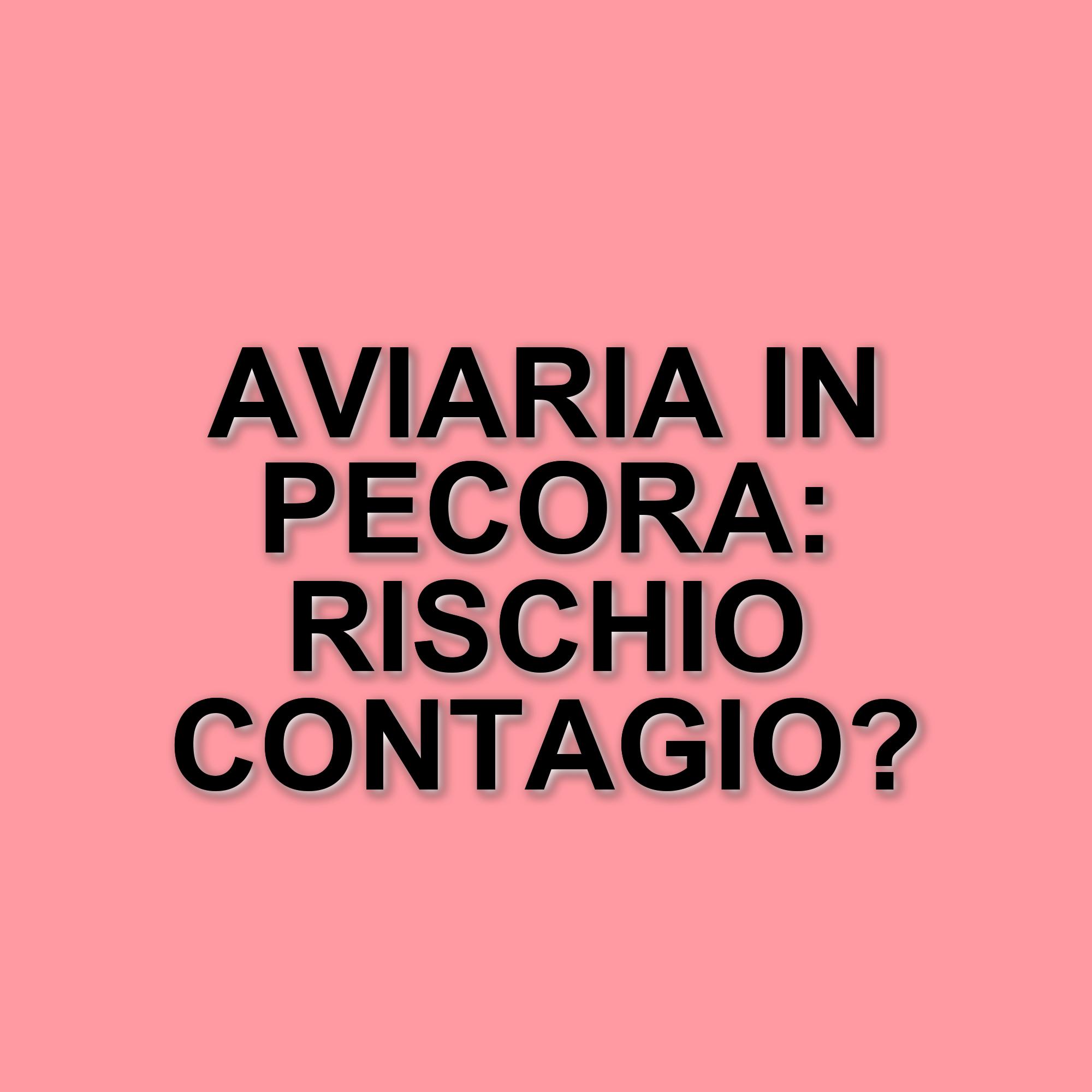 Allerta aviaria nel Regno Unito: primo caso in una pecora e preoccupazioni crescenti