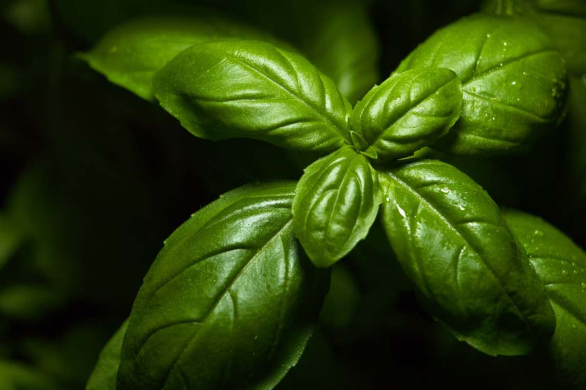 Basilico