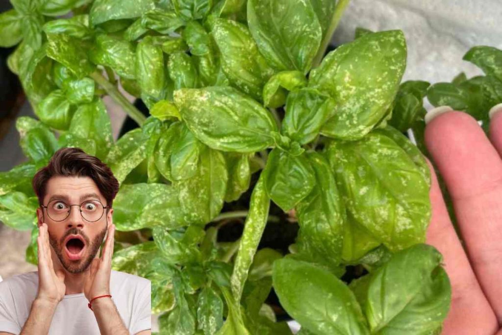 Basilico