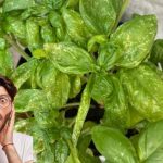 Macchie bianche sul basilico? Ecco il trucco naturale che lo salva senza usare additivi chimici