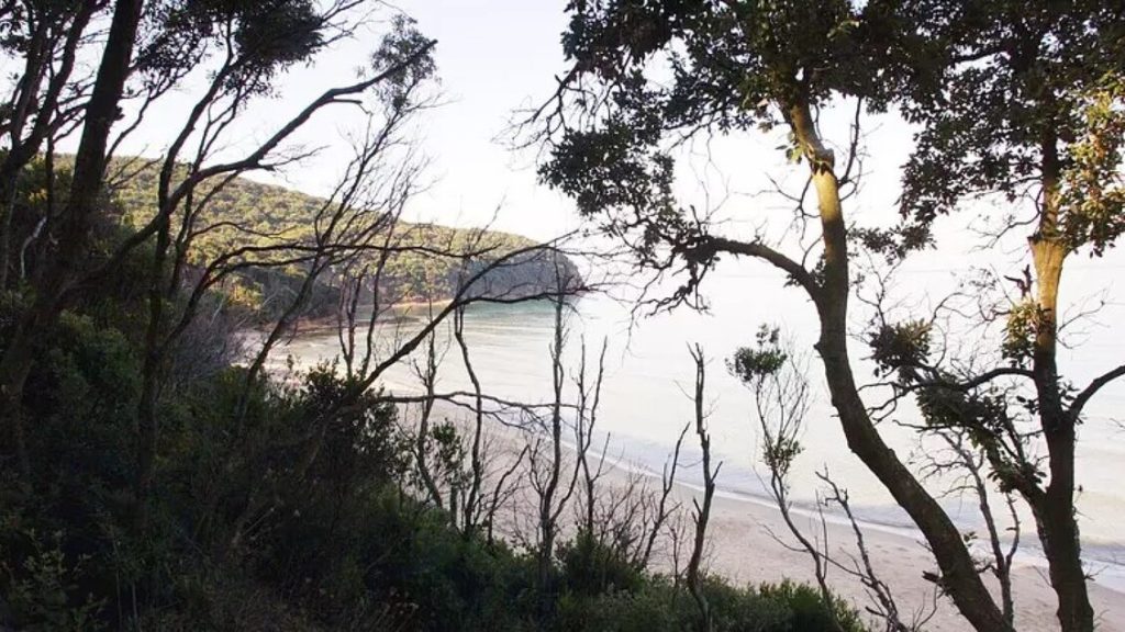 Cala_violina%2C_primo_piano_coll