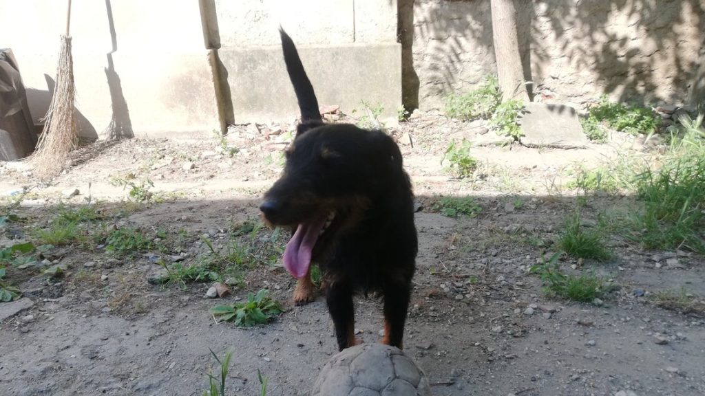 Cane_francese_ritrovato_in_pro