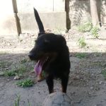 Cane francese ritrovato in provincia di firenze dopo il furto del camper grazie al microchip