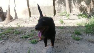 Cane_francese_ritrovato_in_pro