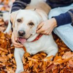 I cani ci salvano la vita: 10 benefici scientifici che (quasi) nessuno conosce davvero
