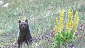 Carcasse_di_due_cuccioli_di_or