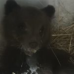 Cucciolo di orso recuperato in zona pizzone nel parco nazionale abruzzo: tra rischi e reinserimento in natura