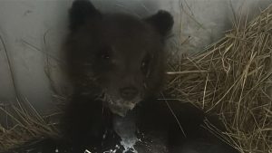 Cucciolo_di_orso_recuperato_in