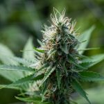 Decreto sicurezza 2025: nuove norme su occupazioni abusive, cannabis light, bodycam e sicurezza pubblica