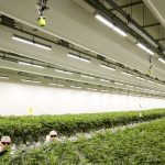 Dl sicurezza e vendita di cannabis light a roma: cosa cambia per i negozi e i commercianti