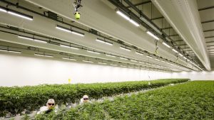 Dl_sicurezza_e_vendita_di_cann