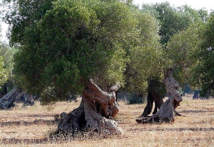 Emergenza_xylella_in_puglia%2C_i