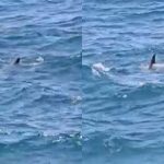 Grande squalo bianco filmato al largo di Sliema: il ritorno nel Mediterraneo fa discutere