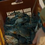 L’invasione del granchio blu nel delta del po tra emergenza economica e possibilità di rilancio