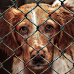 Legge al senato rafforza la tutela penale degli animali riconoscendoli come esseri senzienti