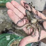 Maxi sequestro di quasi mille nasse da pesca abusive nel mare di Ischia davanti a Forio
