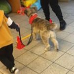 Pet therapy, arte e ambiente per aiutare i bambini e ragazzi delle scuole di novate e bollate a esprimere le emozioni