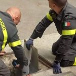 Quattro gattini salvati dai vigili del fuoco dopo un’avventura nelle tubature dell’ospedale di cernusco (milano)