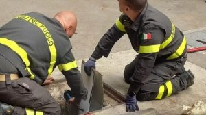 Quattro_gattini_salvati_dai_vi