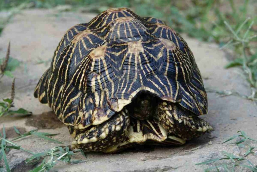 Tartaruga