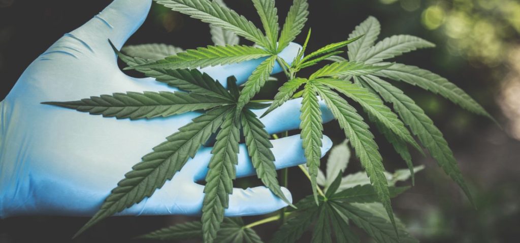 Tracce_di_cannabis_nelle_caram