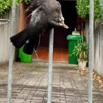 Una cornacchia morta appesa al cancello del sindaco di Segrate, denuncia e solidarietà tra i cittadini