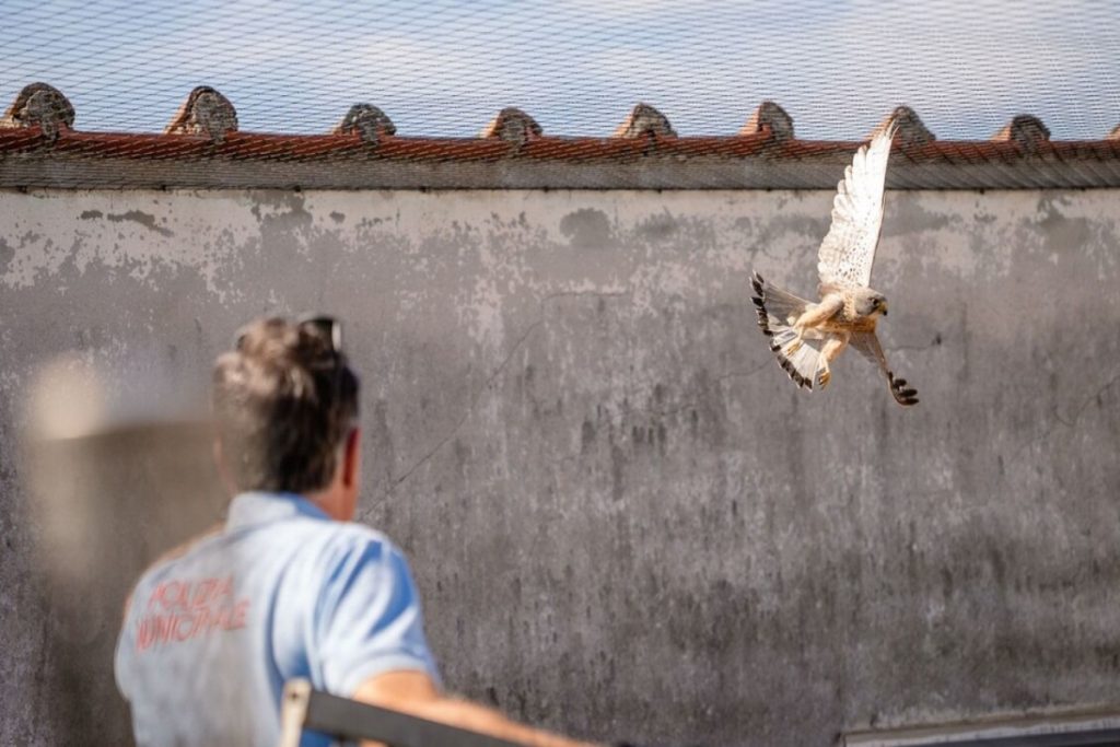 Vigili_urbani_liberano_un_ghep