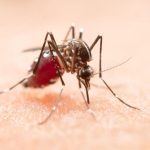 Zanzare: il trucco per non farsi pungere (e gli errori da evitare a tutti i costi)