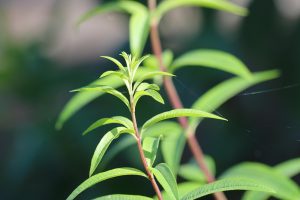 lemongrass-3926686_1280